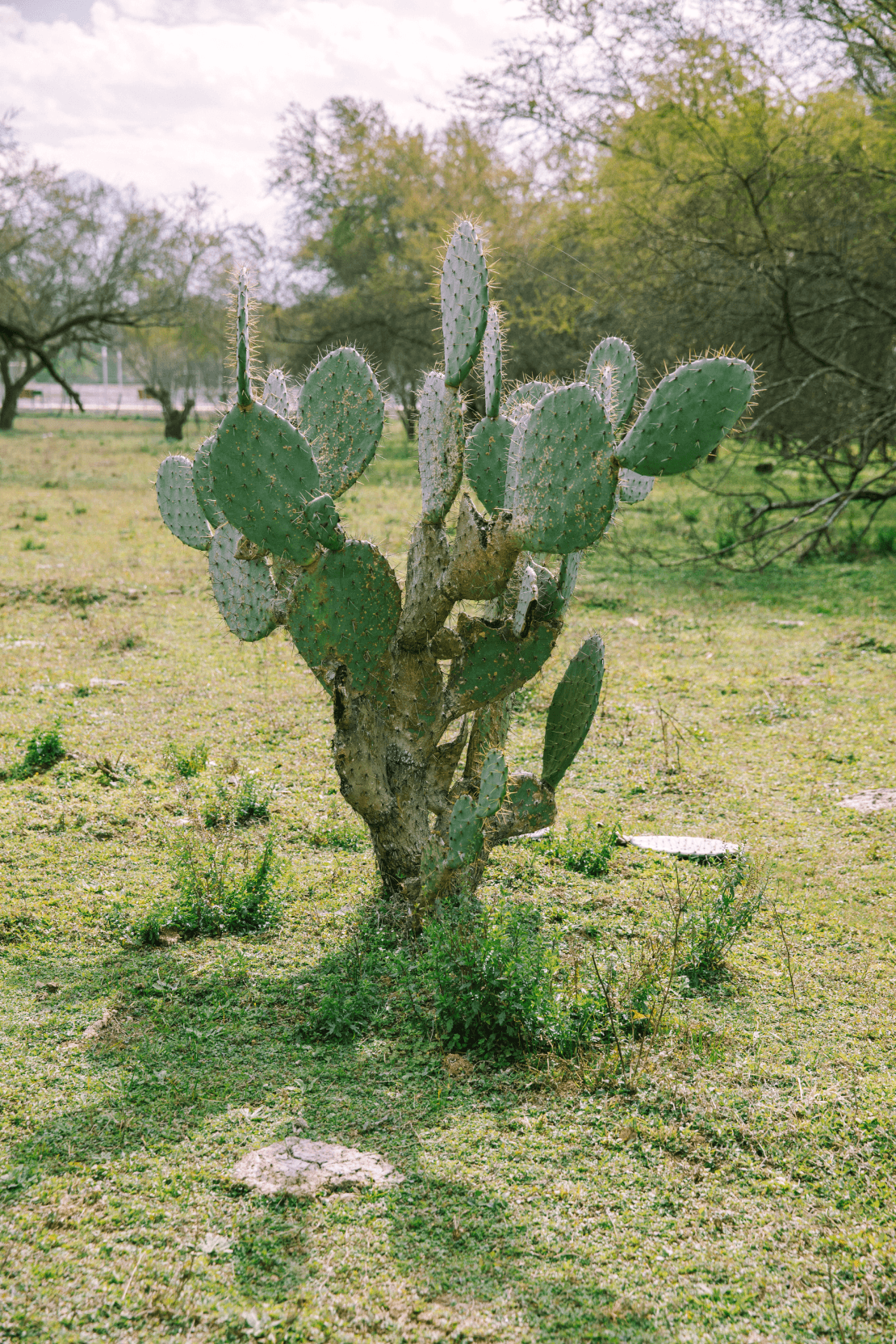 nopal