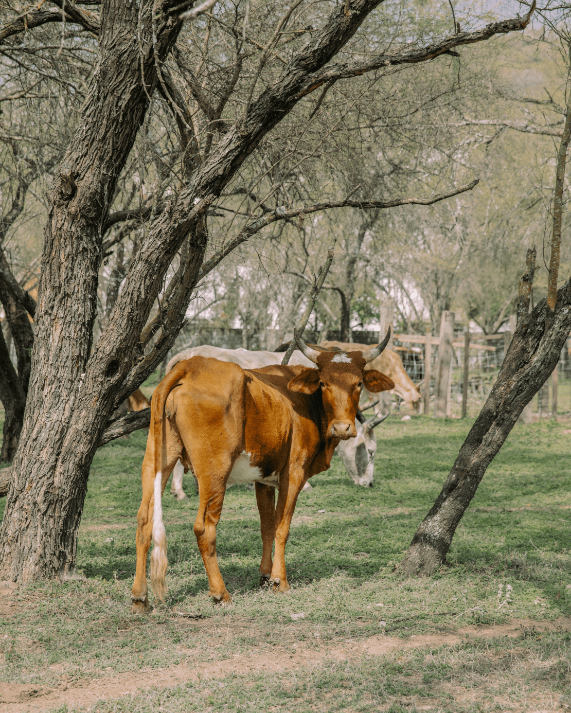 vaca